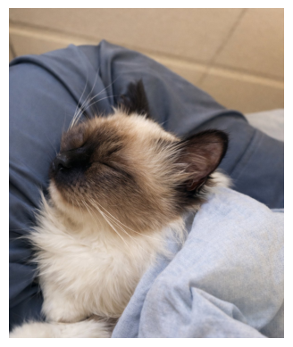 Katt som ligger avslappet i fanget og kurrer