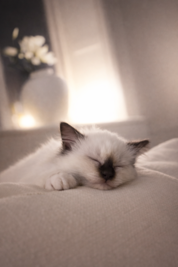 avslappet katt som sover på mykt teppe og viser tegn på trivsel