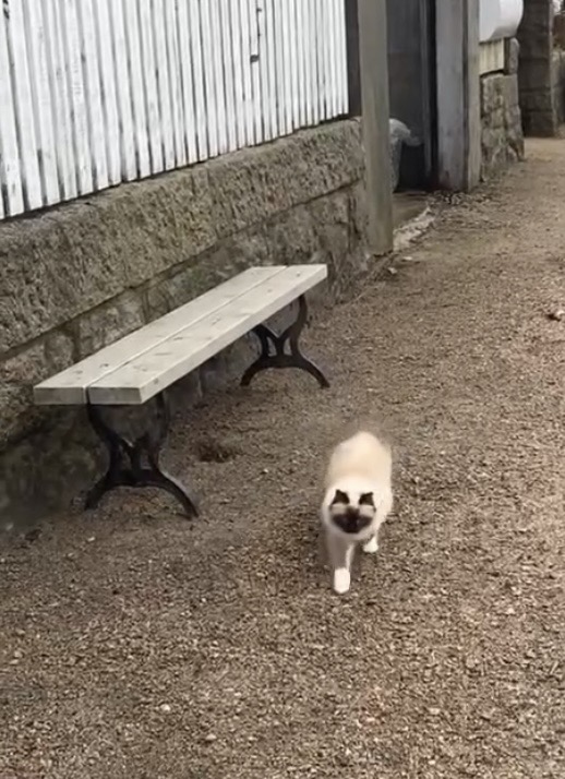 katt som følger etter eieren sin ute